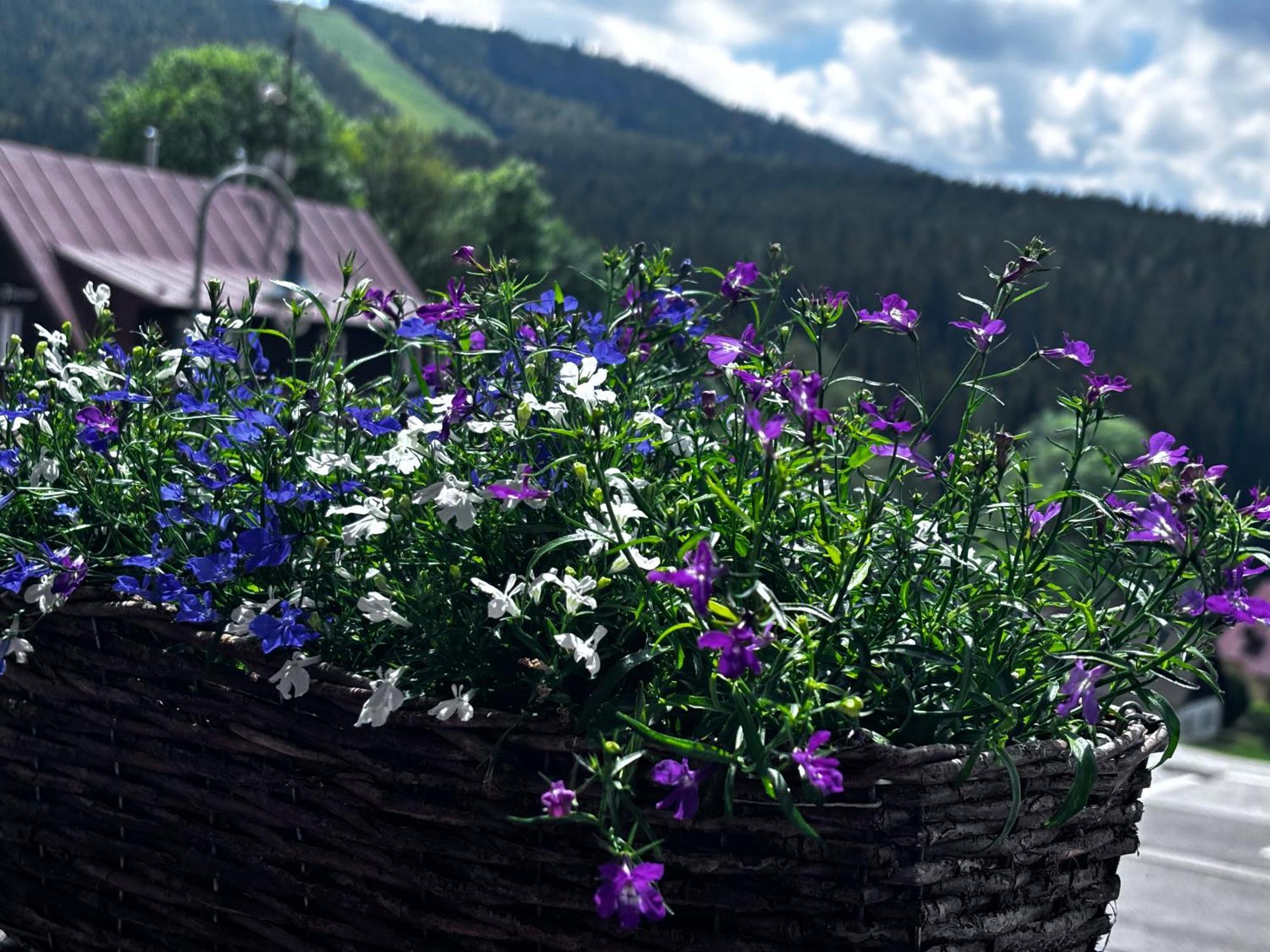 Penzion Verde Rosa Harrachov Ngoại thất bức ảnh